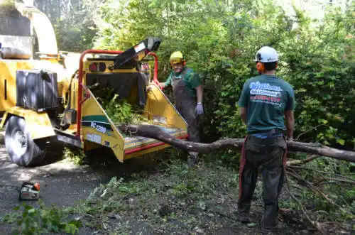 tree services Morro Bay